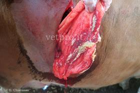 Dislocazione abomasale sx con ulcera perforata