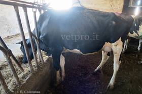 Cow with respiratory and mineral acidosis