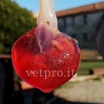 Aborto precoce 