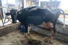 Cow with respiratory and mineral acidosis