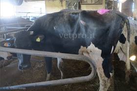 Vacca in acidosi respiratoria e minerale