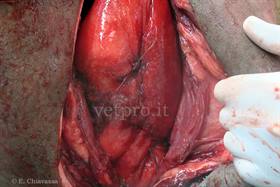 Dislocazione abomasale sx con ulcera perforata