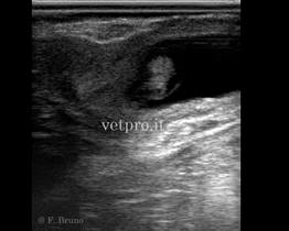 Diagnosi di gravidanza (35 gg)