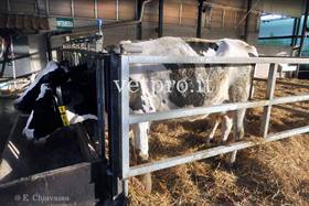 Frattura metacarpo vacca Frisona