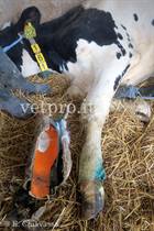 Frattura metacarpo vacca Frisona