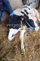 Frattura metacarpo vacca Frisona