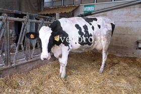 Frattura metacarpo vacca Frisona
