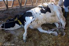 Metacarpal fracture in a Friesian cow