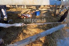 Frattura metacarpo vacca Frisona