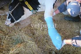 Frattura metacarpo vacca Frisona