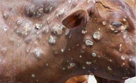 Dermatite nodulare contagiosa (Lumpy Skin Disease)
