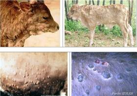 Dermatite nodulare contagiosa (Lumpy Skin Disease)