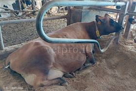 Caso clinico 13: una paresi anomala