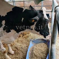 Paresi metabolica al 6° mese gravidanza (Frisona)