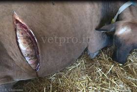 Caso clinico 13: una paresi anomala