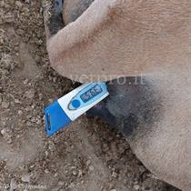 Caso clinico 13: una paresi anomala