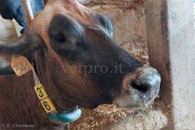 Caso clinico 13: una paresi anomala