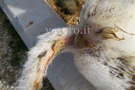 Salmonellosi fulminante (vitella neonata)