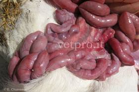 Salmonellosi fulminante (vitella neonata)