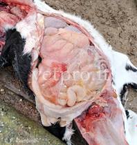 Salmonellosis (Friesian calves)