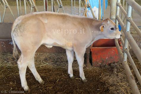 Miodistrofia in un vitello da carenza di vit.E e selenio