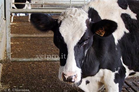 Sporadic bovine leukosis (SBL): calfhood multicentric lymphosarcoma