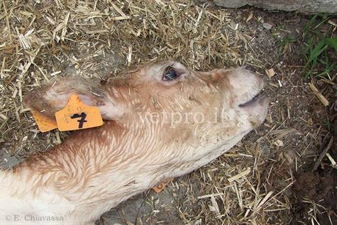 The death of a calf without apparent cause!