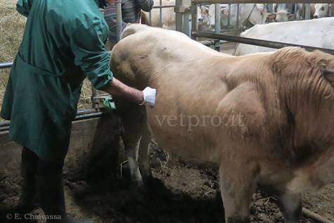Intestinal ileus in a young bull 