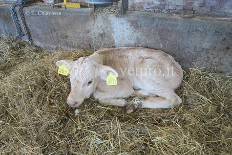 A calf showing salivation, deperment, hyperthermia...