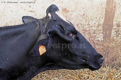Dehydration in dairy cattle...