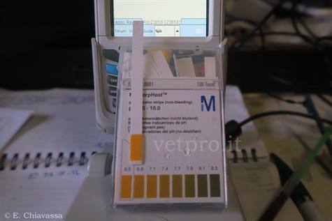 Field diagnostic tools in cattle (blood, urine)