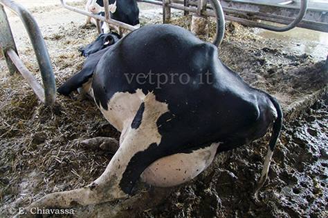 L'enterotossiemia da clostridi nel bovino