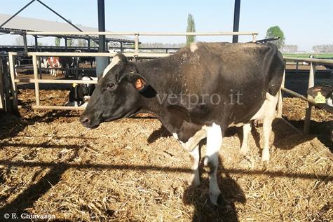 Stress da caldo associato a stress da parto in una vacca Frisona