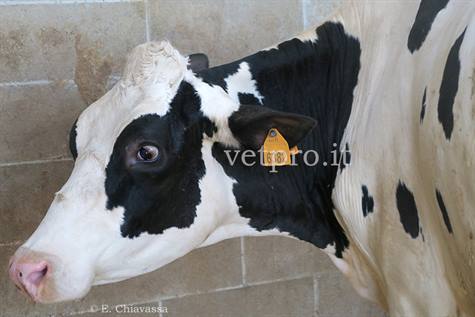Paradoxical aciduria, a frequent metabolic disorder in dairy cows...