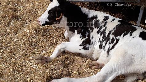 Frattura metacarpale diafisaria in un vitello lattante