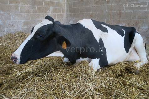 The metabolic imbalances of a post-partum cow, with three serious concomitant diseases!