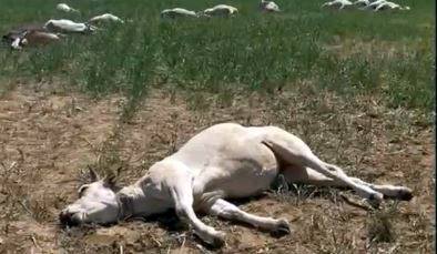 Morte di numerosi bovini al pascolo e in stalla per avvelenamento da sorgo!