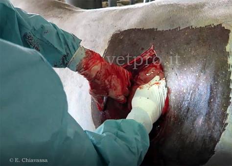 Cesareo bovina: difficile esteriorizzazione utero