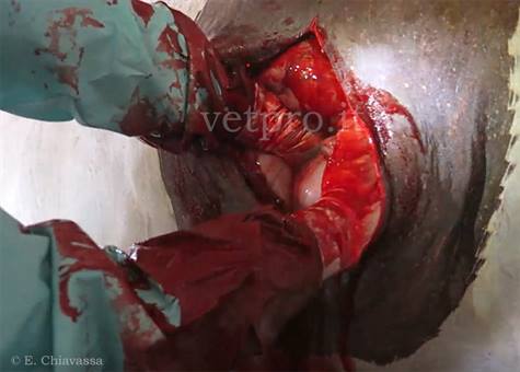 Cesareo bovina: aderenza tra peritoneo parietale e viscerale