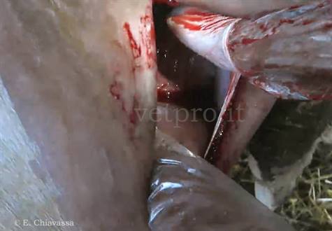Bovine caesarean: malpositioned uterus manuality