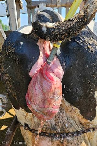 Vaginal leiomyoma in a Holsyein Friesian cow ...