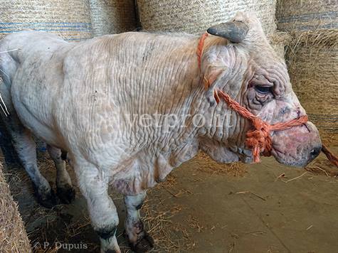 Bovine Besnoitiosis