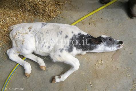Fulminant Salmonellosis (Friesian cross)