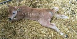 Congenital weakness of the tarso flessor muscles (Piedmontese calf)