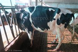 Severe ketoacidosis in a dairy cow