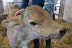 Meningiti e meningoencefatiti nei vitelli lattanti... alcuni casi clinici