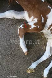 Frattura radio-ulnare in una giovane vitella