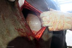 Correzione chirurgica dislocazione abomaso destra: detorsione volvolo, esteriorizzazione e fissazione piloro