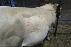 Caecal dilatation/torsion (Piedmonese heifer)