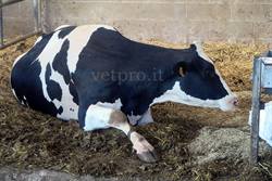 Friesian cow with metabolic paresis at the strart of the dry period